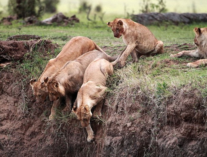 새끼가 ‘절벽’에 떨어지자 낭떠러지로 몸 날려 구해준 엄마 사자