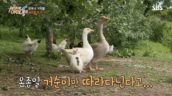 유부녀 거위에 들이대며 ‘막장 동물 드라마’ 찍는 수컷 토끼 토돌이