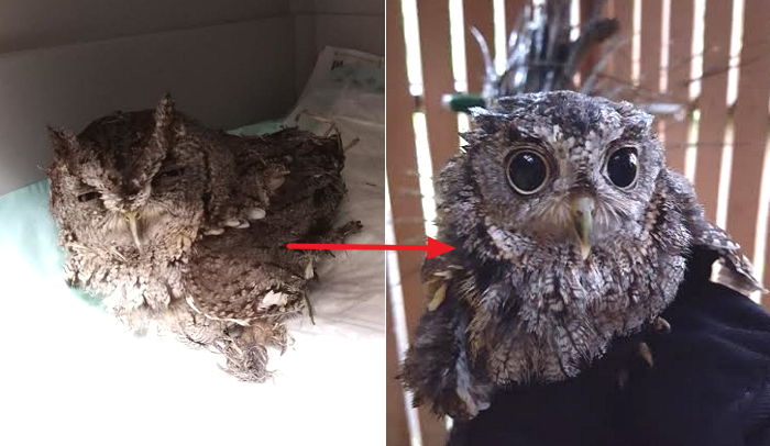 사람이 뿌린 ‘끈끈이 함정’에 빠졌다가 구조된 ‘아기 부엉이’