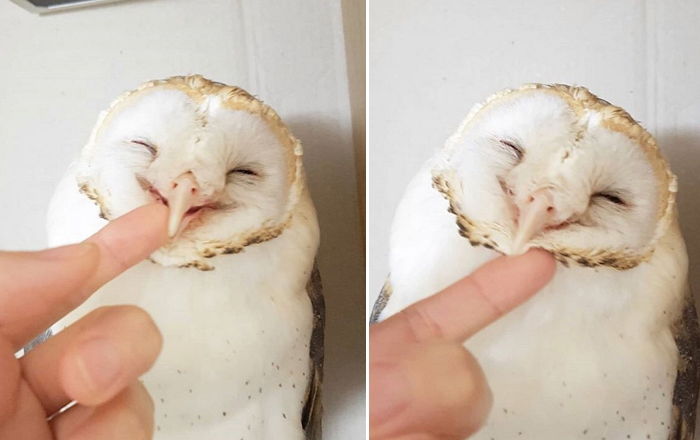 “여러분, 안냐쩨요♥”…환하게 미소 방긋 웃으며 인사하는 올빼미