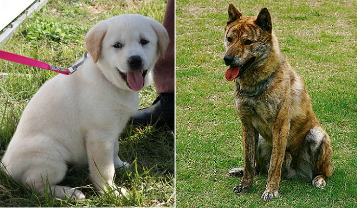 이쁜데 못생겼다며 일본인들이 ‘멸종’시키려고 했던 우리나라 토종견