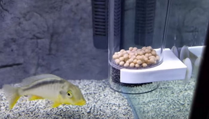 동글동글 조약돌 같은 알에서 ‘열대어’가 탄생하는 순간