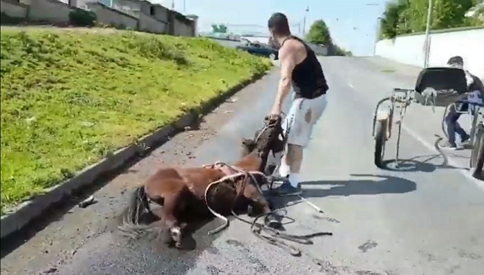 마차 끌다 지쳐 쓰러진 ‘말’ 붙잡아 억지로 질질 끌고 가는 남성들