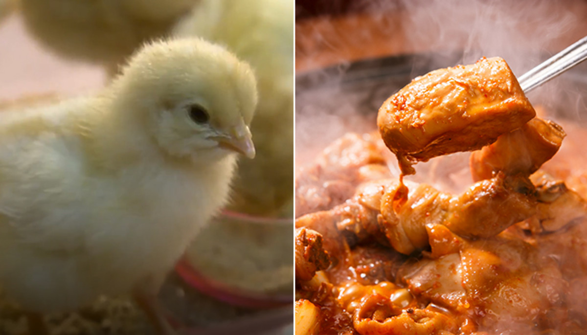 “병아리 키워서 닭볶음탕 해먹는다고?”... 오는 30일 첫방 앞두고 논란인 tvN 새 예능