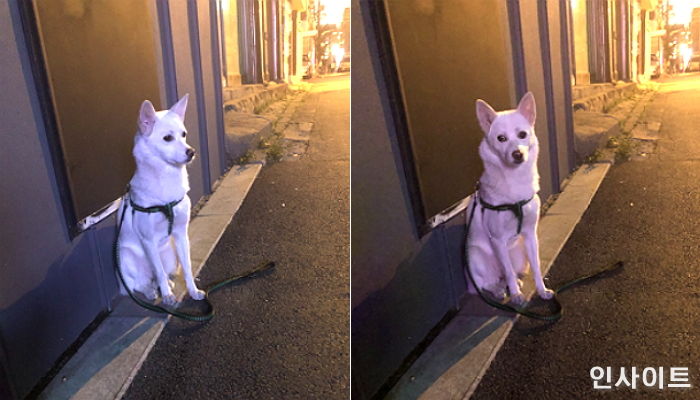 잃어버린 주인 찾으려 꼼짝 않고 ‘골목길’에 앉아 기다린 강아지