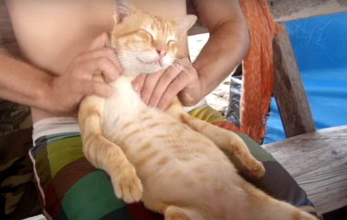 “어깨 좀 주물러라” 남성의 야무진 안마 솜씨에 흡족해한 길고양이