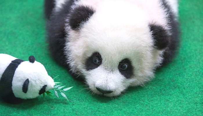 자기랑 ‘똑닮은’ 인형 보고 깜짝 놀라 ‘동공지진’ 일으킨 아기 판다