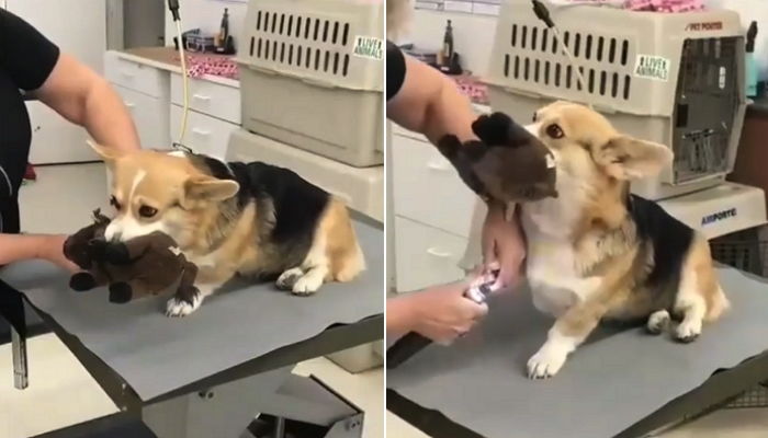 미용 받는 내내 ‘최애’ 인형  물고 놓지 않은 인내력 甲 ‘코기’