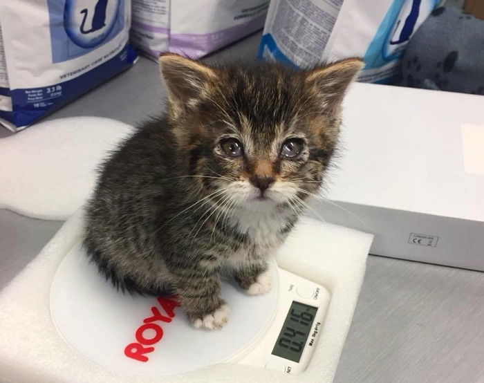 구조해준 사람의 따뜻한 손길에 ‘눈물’ 그렁그렁 맺힌 아기 고양이