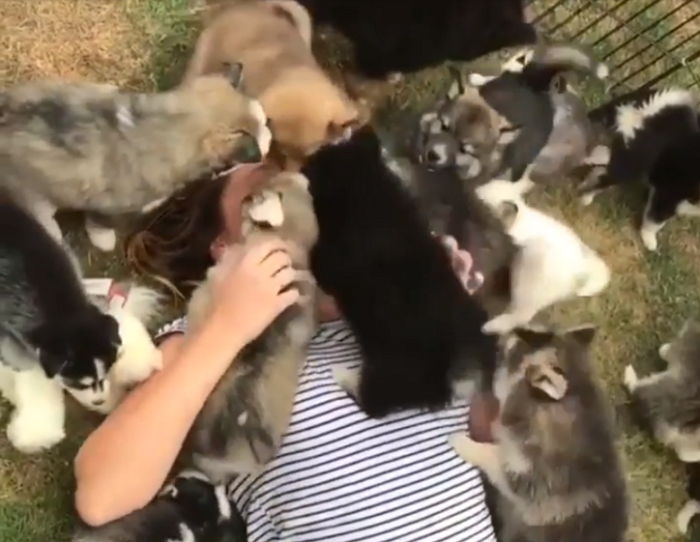 집에 놀러 온 여성에게 단체로 뽀뽀 공격하는 아기 허스키들