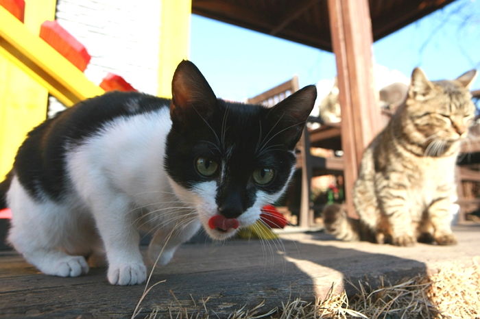 쉼터 철거 명령에 하루아침에 갈 곳 잃은 수십 마리 ‘길냥이’들