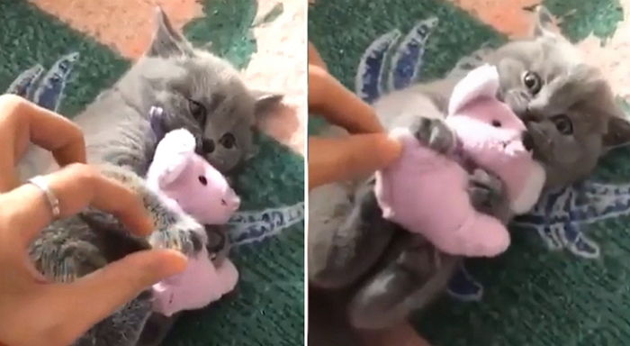 ‘최애 인형’ 꼭 껴안고 철통 보호하는 ‘세젤귀’ 아기 냥이(영상)