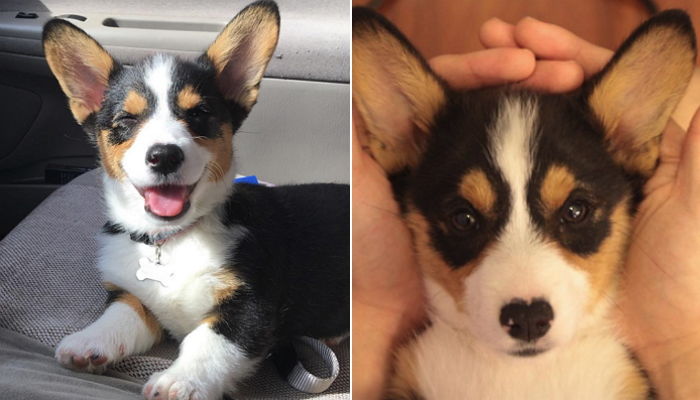 보더콜리의 영특함과 코기의 통통 엉덩이를 물려받은 우월견 ‘보기’