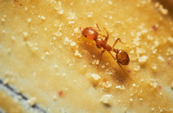 작년에 이어 올해도 부산서 ‘살인’ 붉은불개미 발견됐다
