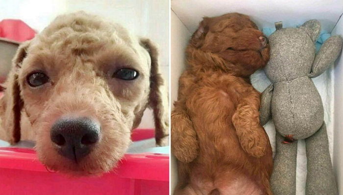 ‘남은 자식’들 위해 새끼 버리고 집에 돌아와 홀로 ‘눈물 흘린’ 어미 강아지