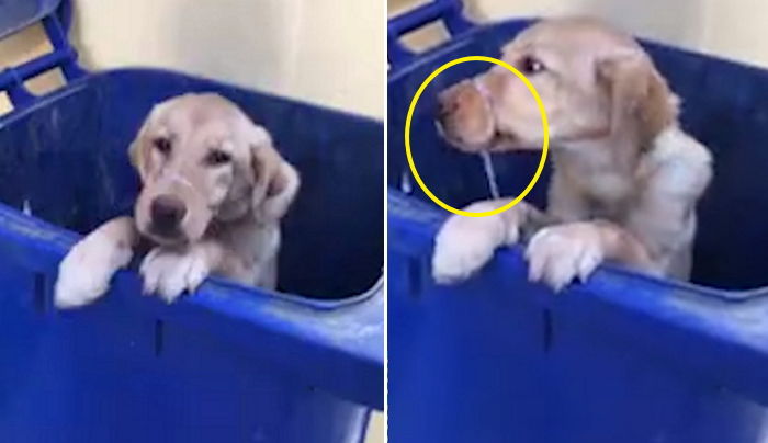 입 ‘꽁꽁’ 묶인 채 쓰레기통에 버려져 ‘삐쩍’ 말라 죽어가던 리트리버 강아지