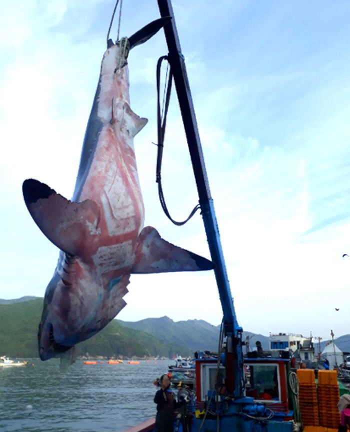 “놀러 가야 하는데”…동해와 남해서 ‘식인 상어’ 잇따라 발견됐다