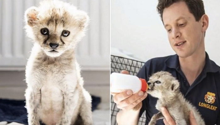엄마에게 버림받고 대신 젖병 물려준 ‘사육사’를 아빠로 믿는 ‘아기 치타’