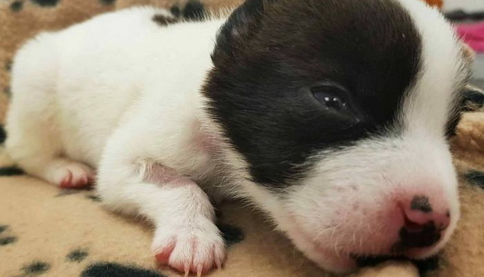 태어나자마자 ‘마약 중독’으로 죽어가는 아기 강아지 보고 눈물 흘린 수의사