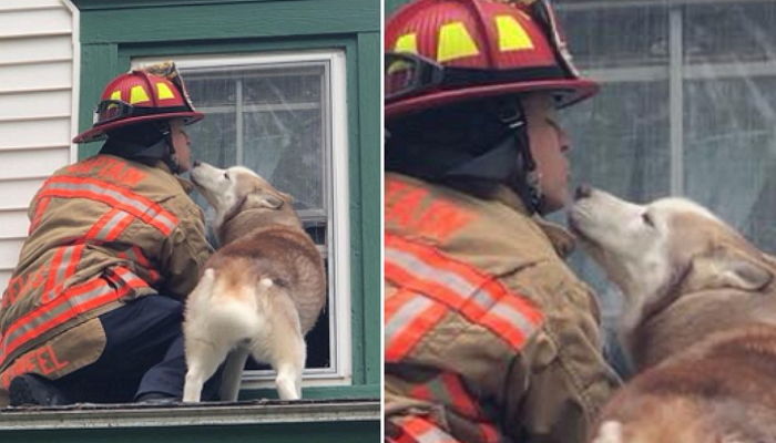 지붕에서 떨어질 뻔한 강아지 구해주고 ‘뽀뽀 세례’받은 소방관