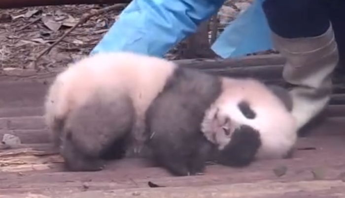 “아빠, 5분 만요” 사육사가 아침잠 깨우자 온몸으로 거부한 아기 판다