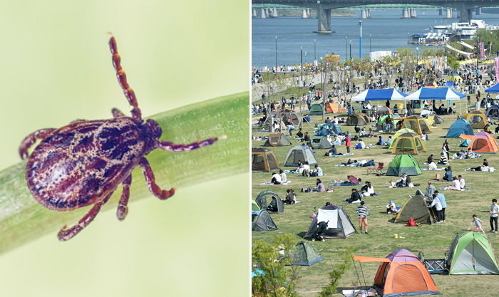 백신없는 ‘살인 야생 진드기’로 올해만 7명 사망했다