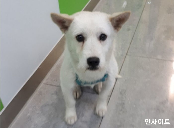 ‘동물농장’ 출연했던 백구가 다시 안락사 위기에 처한 슬픈 사연