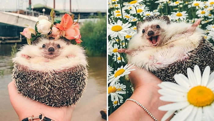 주인과 함께 여행 다니며 사진 찍을 때마다 ‘잔망미’ 넘친 고슴도치