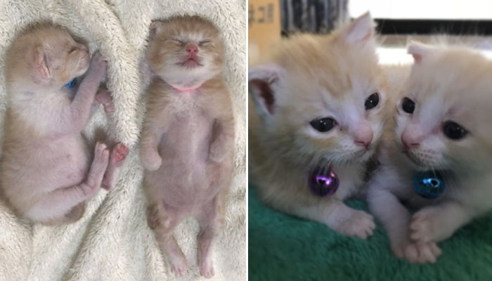 안락사 될까 덜덜 떨다 ‘입양’돼 새엄마 품에서 ‘꿀잠’자는 아깽이들