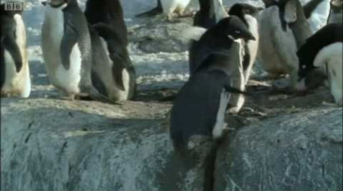 “펭귄은 암컷에게 ‘돌’을 지불하고 ‘성매매’한다”