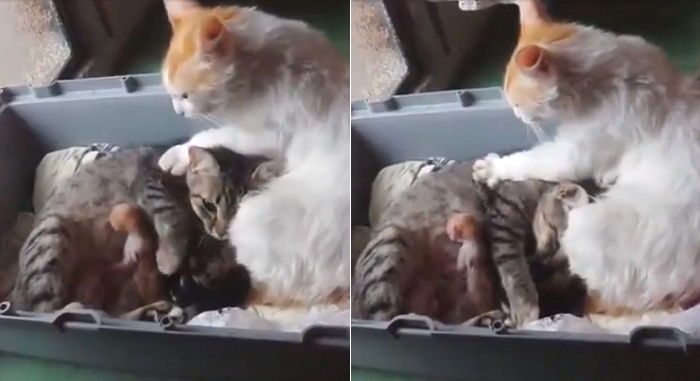 “여보 고생했다냥”…출산한 아내에게 수고했다며 ‘꾹꾹이 안마’해주는 남편 냥이