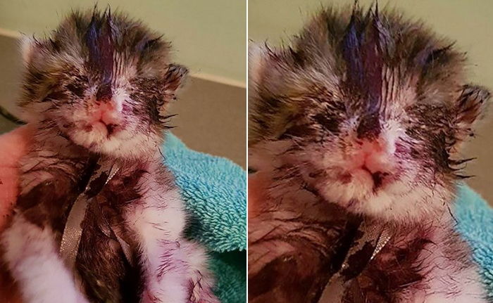 얼굴에 ‘보라색 매니큐어’ 잔뜩 덮여 ‘두 눈’ 잃은 아기 고양이