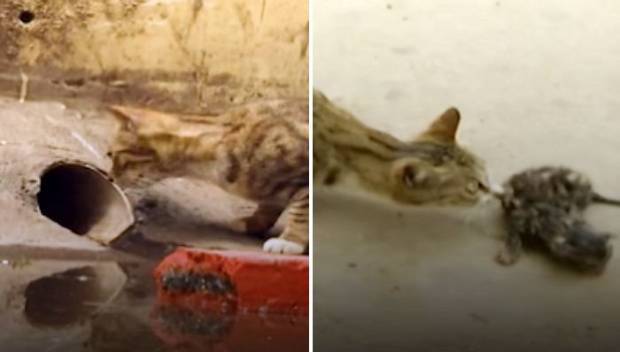 ‘배수구에’ 갇힌 아기 구조해줄 사람 올 때까지 떠나지 않은 ‘엄마 고양이’