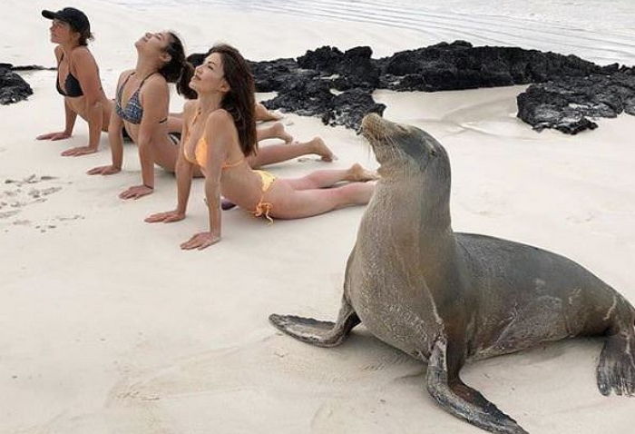‘비키니 미녀’들 요가 자세 따라하며 흐뭇한 미소 짓는 엉큼 ‘바다사자’