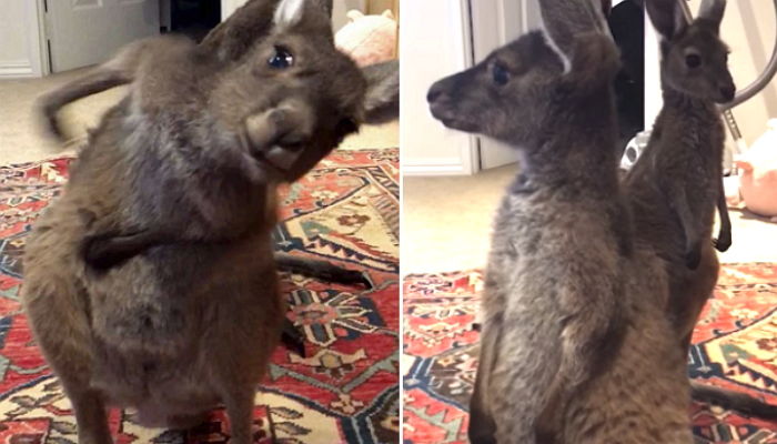 방귀 ‘뽕~’ 뀌고 손으로 냄새 날린 후 모른 척하는 아기 캥거루