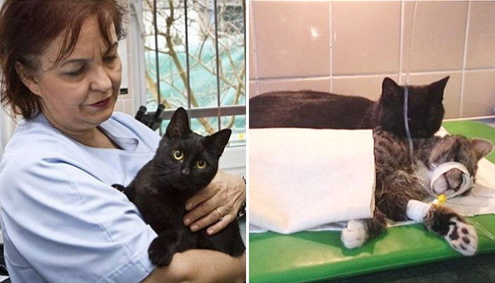 ‘아픈 친구’들 곁에 꼭 붙어 극진히 보살피는 ‘간호사’ 고양이