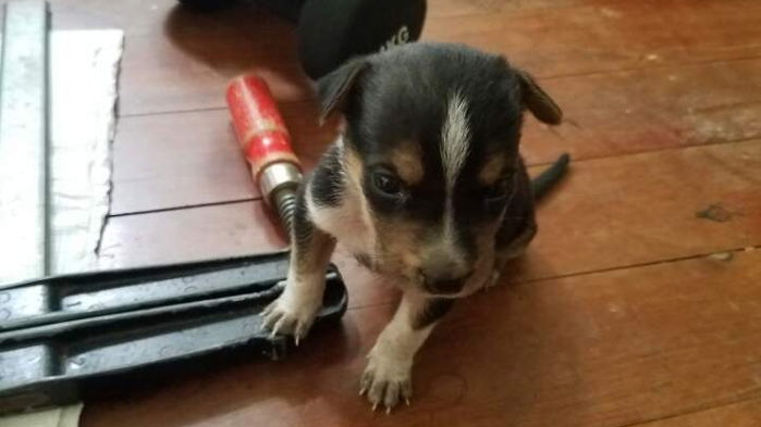 “개 알레르기 있다던 어머니가 길에서 강아지를 주워 왔습니다”