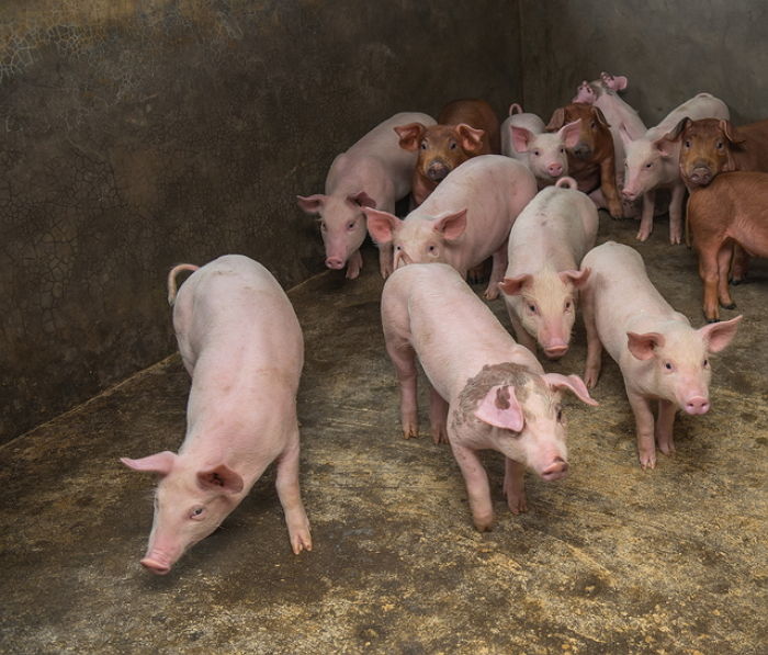 홍천군 돼지 농장서 화재 발생해 새끼 돼지 ‘450마리’ 불에 타 죽어