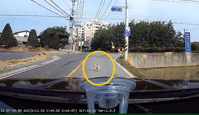 자기 버린 주인 자동차와 똑같은 차만 보면 앞길 막는 강아지