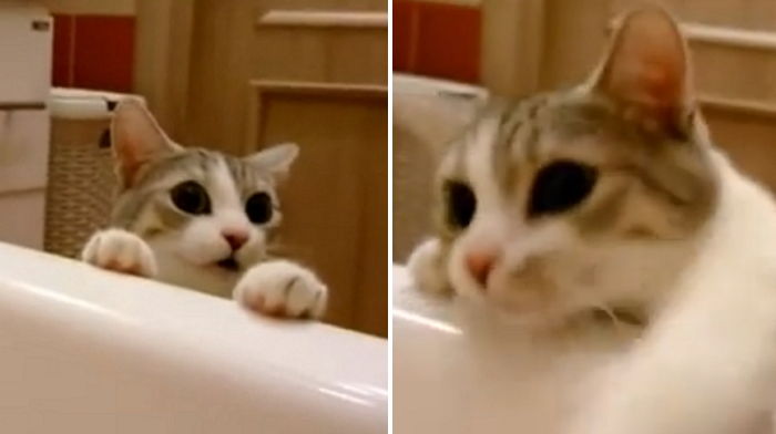 목욕하는 주인 죽는 줄 알고 다급하게 구조하는 ‘천사’ 고양이