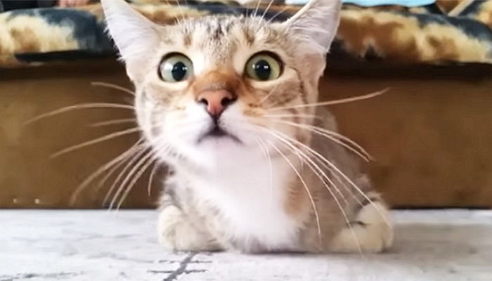 태어나 처음 본 ‘공포 영화’ 너무 무서워 ‘동공 지진’ 온 고양이