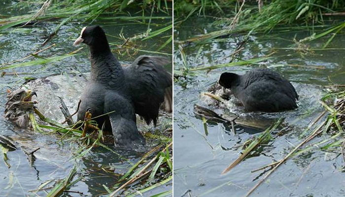 새끼들 잡아먹은 독수리를 ‘엉덩이’로 깔아뭉개 죽인 엄마 오리
