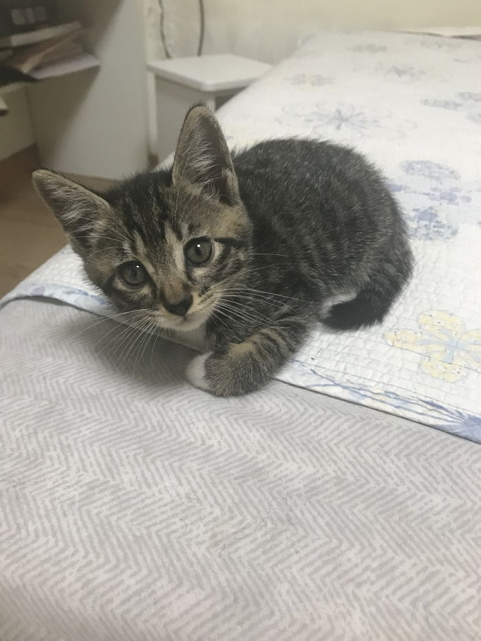 길에서 데려온 고양이 외로울까 봐 ‘아기 길냥이’ 또 입양한 ‘천사’ 집사