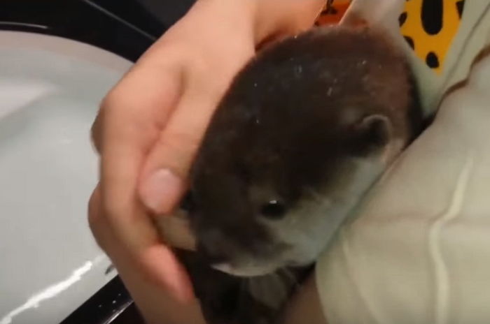 태어나 처음 ‘목욕’하면서 물 무서워 엄마 팔에 꼭 매달린 아기 수달