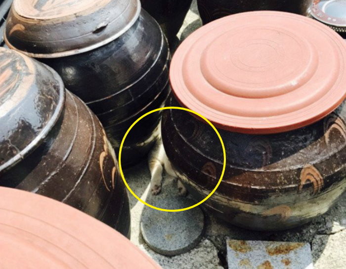 무더위 피해 시원한 장독대 사이 파고들어가 낮잠 즐기는 ‘세젤귀’ 댕댕이