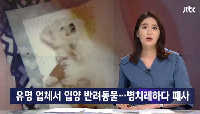 유명 분양업체서 입양한 반려동물들이 ‘병’에 걸려 죽어나가고 있다