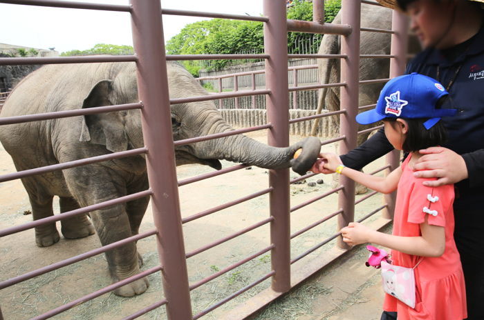 33년간 서울대공원 지킨 코끼리 ‘칸토’ 하늘나라로 떠났다