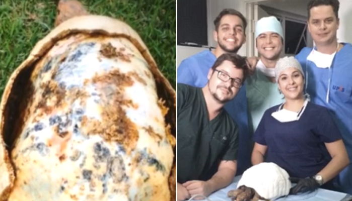 산불에 화상 입어 등딱지 잃은 거북 위해 새집 지어준 수의사