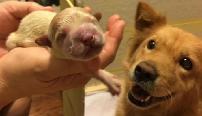 “출산 직후 vs 육아 전쟁 중”…육아하다 멘붕온 아빠 댕댕이 표정