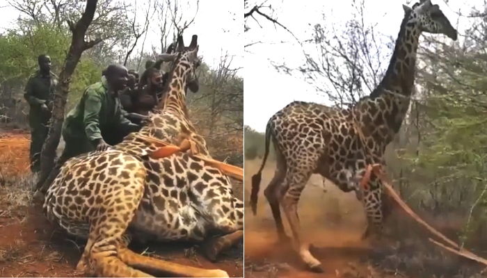 덫에 걸려 쓰러진 기린을 힘 합쳐 벌떡 일으켜 세워준 보호소 직원들